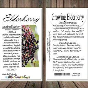 Big Pack - (1,000) American Elderberry Seeds - Sambucus Canadensis - Non-GMO Seeds by MySeeds.Co (Big Pack - Elderberry)