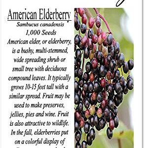 Big Pack - (1,000) American Elderberry Seeds - Sambucus Canadensis - Non-GMO Seeds by MySeeds.Co (Big Pack - Elderberry)