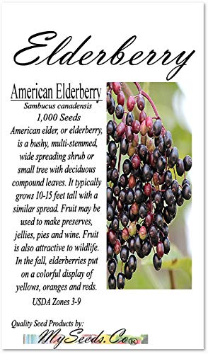 Big Pack - (1,000) American Elderberry Seeds - Sambucus Canadensis - Non-GMO Seeds by MySeeds.Co (Big Pack - Elderberry)