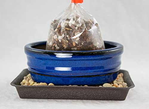 6" Oval Blue Glazed Bonsai/Succulent Pot + Soil + Tray + Rock + Mesh Kit