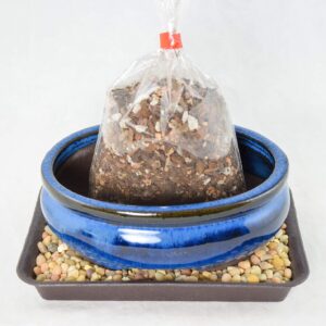 6" Oval Dark Blue Glazed Bonsai/Succulent Pot + Soil + Tray + Rock + Mesh Kit