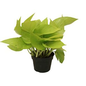 California Tropicals 4" Neon Pothos Live Pot Houseplant - Plant for Indoors, Outdoors, Easy Care Tropic for House, Office, Potted Real Plant Easyplant for Inside Houses & Gardens for Purifying Air