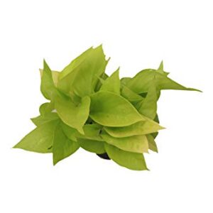 California Tropicals 4" Neon Pothos Live Pot Houseplant - Plant for Indoors, Outdoors, Easy Care Tropic for House, Office, Potted Real Plant Easyplant for Inside Houses & Gardens for Purifying Air