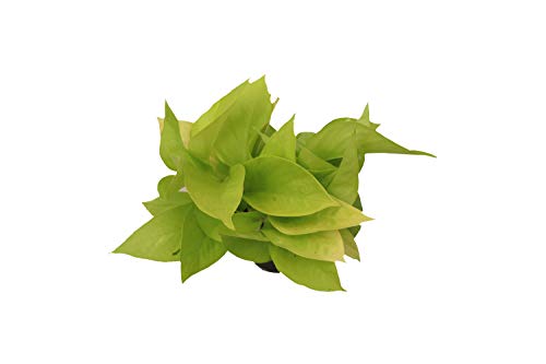 California Tropicals 4" Neon Pothos Live Pot Houseplant - Plant for Indoors, Outdoors, Easy Care Tropic for House, Office, Potted Real Plant Easyplant for Inside Houses & Gardens for Purifying Air