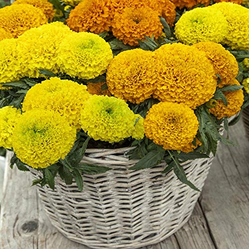 Outsidepride Tagetes Erecta Taishan African Marigold Garden Flower Seed Mix - 50 Seeds