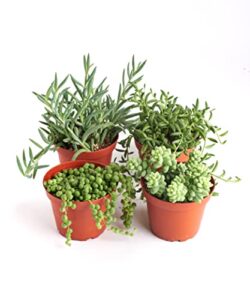 shop succulents | hanging collection | 4 pack of unique trailing, fully rooted live indoor/outdoor house plants, 4-inch