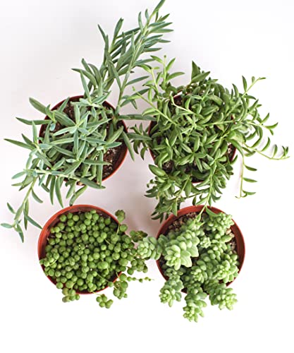 Shop Succulents | Hanging Collection | 4 Pack of Unique Trailing, Fully Rooted Live Indoor/Outdoor House Plants, 4-Inch