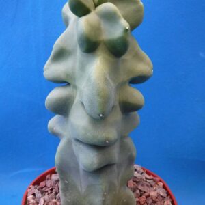 Tucson Tools Redeo 6" to 12" Tall Totem Pole Cactus (Shipped Bare Root-NO Pot!) Spineless! Very Unusual!