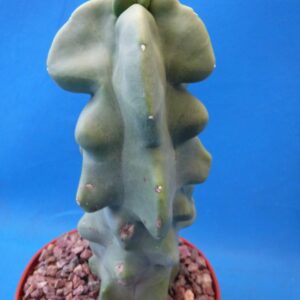 Tucson Tools Redeo 6" to 12" Tall Totem Pole Cactus (Shipped Bare Root-NO Pot!) Spineless! Very Unusual!