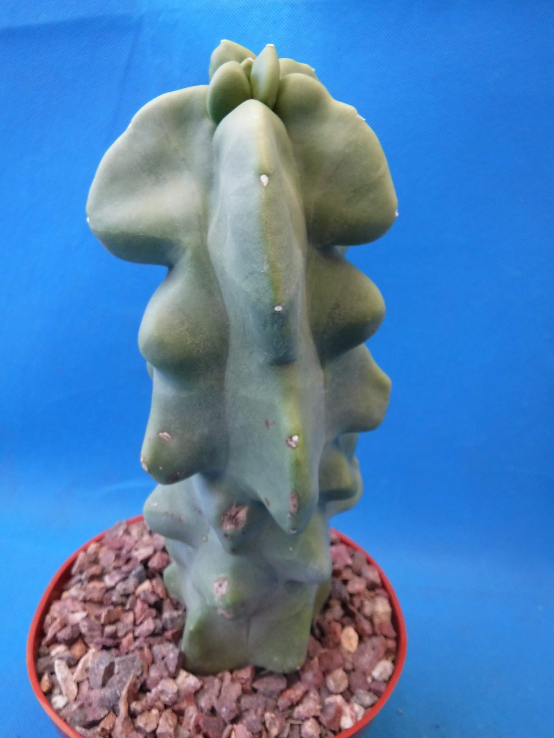 Tucson Tools Redeo 6" to 12" Tall Totem Pole Cactus (Shipped Bare Root-NO Pot!) Spineless! Very Unusual!