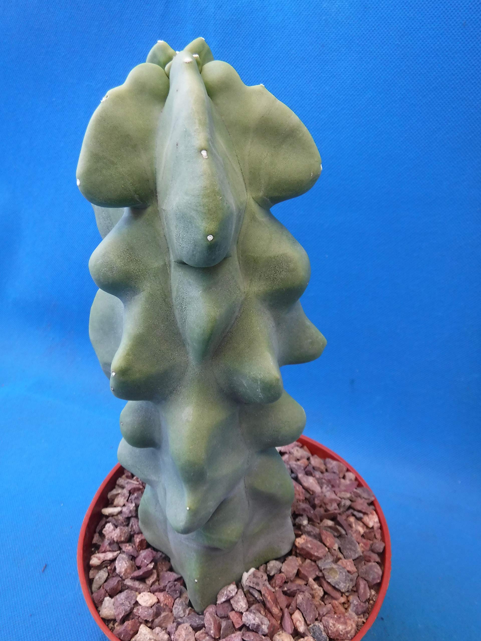 Tucson Tools Redeo 6" to 12" Tall Totem Pole Cactus (Shipped Bare Root-NO Pot!) Spineless! Very Unusual!