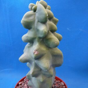 Tucson Tools Redeo 6" to 12" Tall Totem Pole Cactus (Shipped Bare Root-NO Pot!) Spineless! Very Unusual!