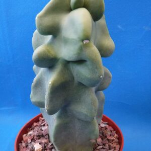 Tucson Tools Redeo 6" to 12" Tall Totem Pole Cactus (Shipped Bare Root-NO Pot!) Spineless! Very Unusual!