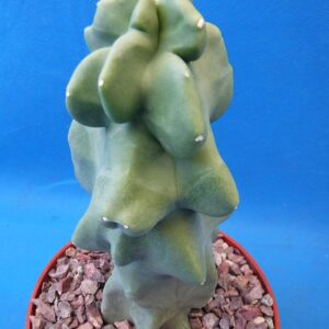 Tucson Tools Redeo 6" to 12" Tall Totem Pole Cactus (Shipped Bare Root-NO Pot!) Spineless! Very Unusual!