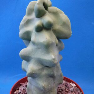 Tucson Tools Redeo 6" to 12" Tall Totem Pole Cactus (Shipped Bare Root-NO Pot!) Spineless! Very Unusual!