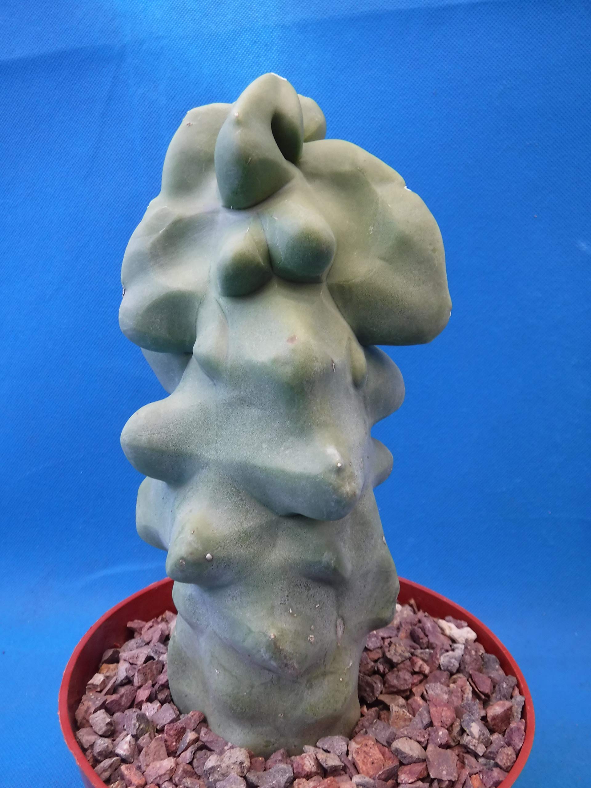 Tucson Tools Redeo 6" to 12" Tall Totem Pole Cactus (Shipped Bare Root-NO Pot!) Spineless! Very Unusual!