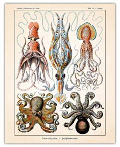 vintage octopus wall art print - (11x14) photo unframed make great room wall decor gift idea under $15