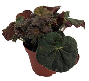 carol knight begonia plant - 3.7" pot - terrarium/fairy garden/houseplant/bonsai