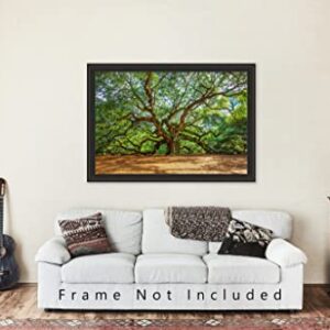 Nature Photography Print (Not Framed) Picture of Angel Oak Tree on Summer Day near Charleston South Carolina Southern Wall Art Lowcountry Decor (4" x 6")