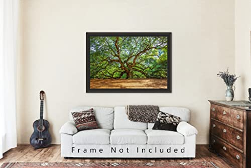 Nature Photography Print (Not Framed) Picture of Angel Oak Tree on Summer Day near Charleston South Carolina Southern Wall Art Lowcountry Decor (4" x 6")