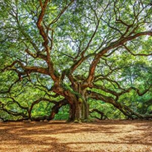 Nature Photography Print (Not Framed) Picture of Angel Oak Tree on Summer Day near Charleston South Carolina Southern Wall Art Lowcountry Decor (4" x 6")