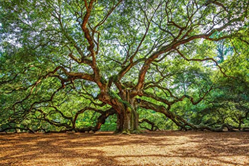 Nature Photography Print (Not Framed) Picture of Angel Oak Tree on Summer Day near Charleston South Carolina Southern Wall Art Lowcountry Decor (4" x 6")