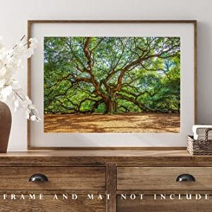 Nature Photography Print (Not Framed) Picture of Angel Oak Tree on Summer Day near Charleston South Carolina Southern Wall Art Lowcountry Decor (4" x 6")