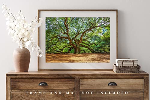 Nature Photography Print (Not Framed) Picture of Angel Oak Tree on Summer Day near Charleston South Carolina Southern Wall Art Lowcountry Decor (4" x 6")