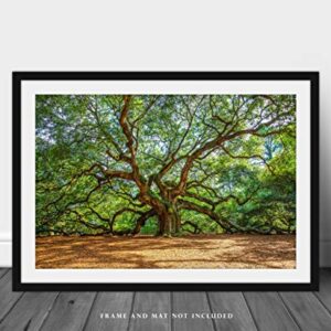 Nature Photography Print (Not Framed) Picture of Angel Oak Tree on Summer Day near Charleston South Carolina Southern Wall Art Lowcountry Decor (4" x 6")