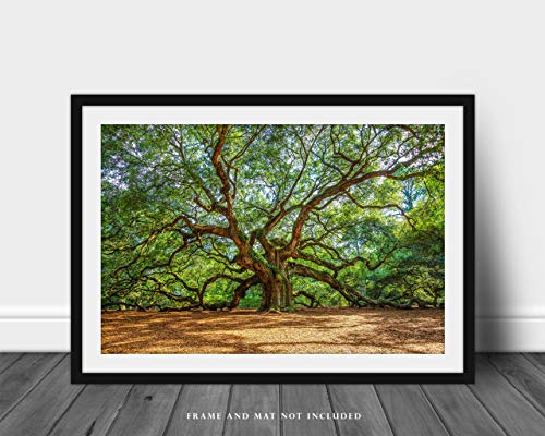 Nature Photography Print (Not Framed) Picture of Angel Oak Tree on Summer Day near Charleston South Carolina Southern Wall Art Lowcountry Decor (4" x 6")