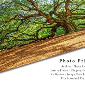 Nature Photography Print (Not Framed) Picture of Angel Oak Tree on Summer Day near Charleston South Carolina Southern Wall Art Lowcountry Decor (4" x 6")