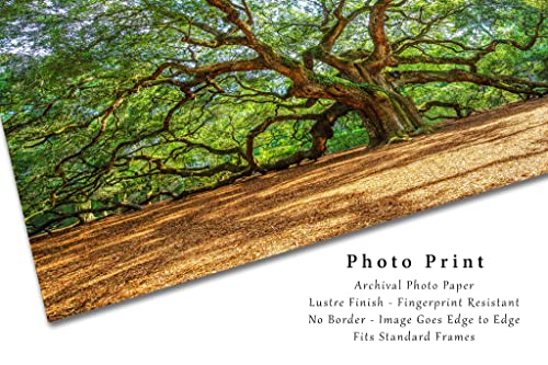 Nature Photography Print (Not Framed) Picture of Angel Oak Tree on Summer Day near Charleston South Carolina Southern Wall Art Lowcountry Decor (4" x 6")