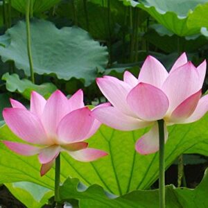 Lotus Flower Seeds for Home Planting Ornamental, Mixed Pink & Red Flower, Can Purify Water and Air, Aquatic Plant for Courtyard, Hotel, Goldfish Pond, Water Lily Seeds