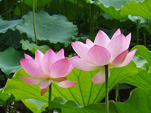 Lotus Flower Seeds for Home Planting Ornamental, Mixed Pink & Red Flower, Can Purify Water and Air, Aquatic Plant for Courtyard, Hotel, Goldfish Pond, Water Lily Seeds