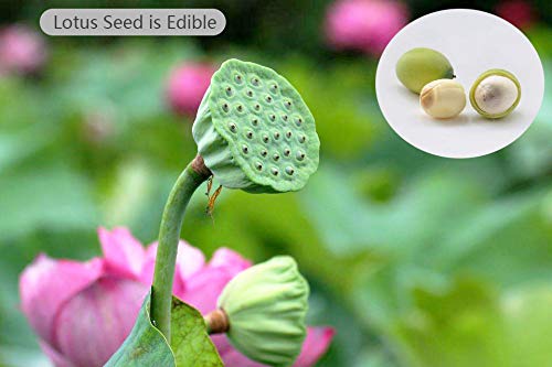 Lotus Flower Seeds for Home Planting Ornamental, Mixed Pink & Red Flower, Can Purify Water and Air, Aquatic Plant for Courtyard, Hotel, Goldfish Pond, Water Lily Seeds