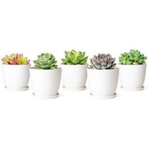 mkono 4.5" plastic succulent planters with saucers, indoor set of 5 nursery pots modern flower plant pot with drainage for all small house plants, herbs, foliage plant, and seedling, cream white