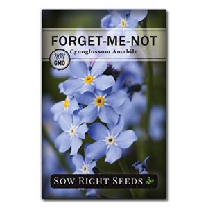 sow right seeds - forget-me-not flower seeds for planting (cynoglossum amabile) - non-gmo heirloom packet with instructions - great to pair with cards of remembrance - small blue memory blooms (1)