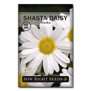 sow right seeds - shasta daisy flower seeds for planting - non-gmo heirloom packet with instructions - attract butterflies and excellent for cutting - white blossom with yellow centers (1)