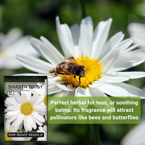 Sow Right Seeds - Shasta Daisy Flower Seeds for Planting - Non-GMO Heirloom Packet with Instructions - Attract Butterflies and Excellent for Cutting - White Blossom with Yellow Centers (1)