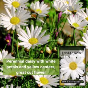 Sow Right Seeds - Shasta Daisy Flower Seeds for Planting - Non-GMO Heirloom Packet with Instructions - Attract Butterflies and Excellent for Cutting - White Blossom with Yellow Centers (1)