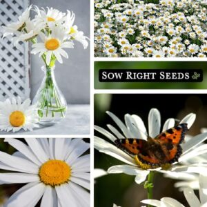 Sow Right Seeds - Shasta Daisy Flower Seeds for Planting - Non-GMO Heirloom Packet with Instructions - Attract Butterflies and Excellent for Cutting - White Blossom with Yellow Centers (1)