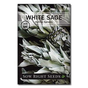 sow right seeds - white sage seed for planting - non-gmo heirloom packet with instructions for planting and growing a home herb garden - indoors or outdoors - make your own herbal incense (1)