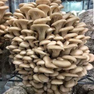 Pearl Oyster Mushroom Liquid Culture