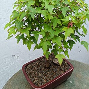 Dwarf Trident Maple Outdoor Bonsai Tree