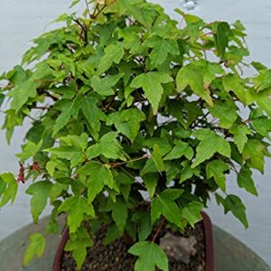 Dwarf Trident Maple Outdoor Bonsai Tree