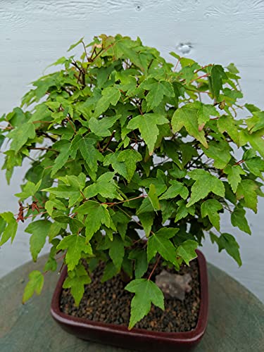 Dwarf Trident Maple Outdoor Bonsai Tree