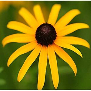 Big Pack - (100,000+) Black Eyed Susan Flower Seeds - Self Reseeds Rudbeckia hirta - Perfect Golden Cut Flowers - Flower Seeds by MySeeds.Co (Big Pack - Black Eyed Susan)