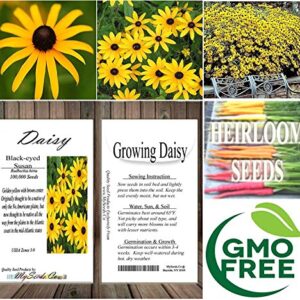 Big Pack - (100,000+) Black Eyed Susan Flower Seeds - Self Reseeds Rudbeckia hirta - Perfect Golden Cut Flowers - Flower Seeds by MySeeds.Co (Big Pack - Black Eyed Susan)