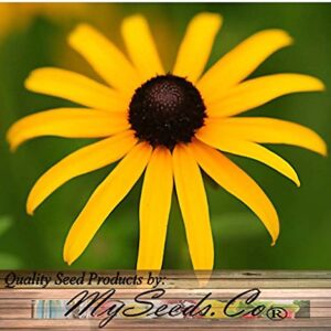 Big Pack - (100,000+) Black Eyed Susan Flower Seeds - Self Reseeds Rudbeckia hirta - Perfect Golden Cut Flowers - Flower Seeds by MySeeds.Co (Big Pack - Black Eyed Susan)