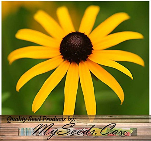 Big Pack - (100,000+) Black Eyed Susan Flower Seeds - Self Reseeds Rudbeckia hirta - Perfect Golden Cut Flowers - Flower Seeds by MySeeds.Co (Big Pack - Black Eyed Susan)